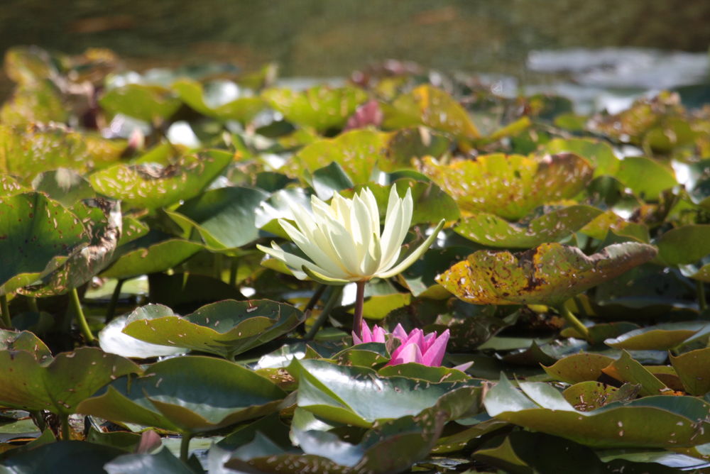 Closeup of pink and white water lily at Batemans
 #waterlily #waterlilly #nymphaeaceae #pinklily #whitelily