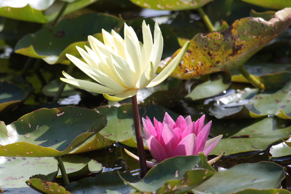 Pond lily closeup at Batemans
 #waterlily #waterlilly #nymphaeaceae #pinklily #whitelily