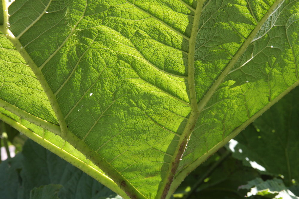 Stem detail of a giant rhubarb (Gunnera manicata) in Batemans Gardens, East Sussex
 #giantrhubarb #gunneramanicata #giantplant #stemcloseup
