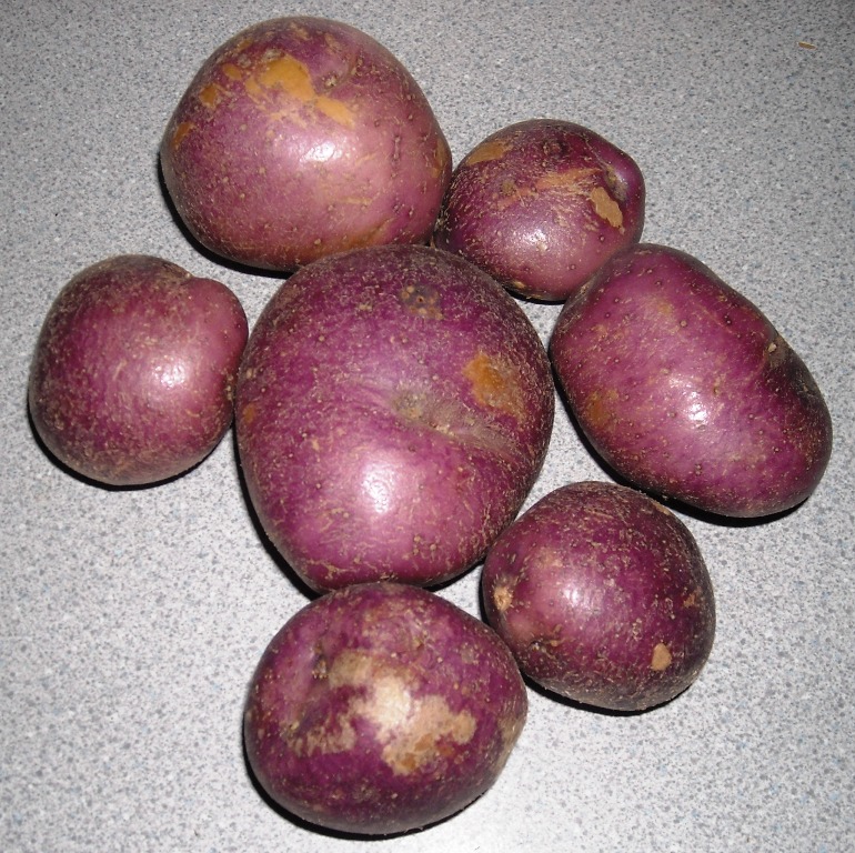 More information about Arran Victory Potatoes.
 #arranvictorypotatoes