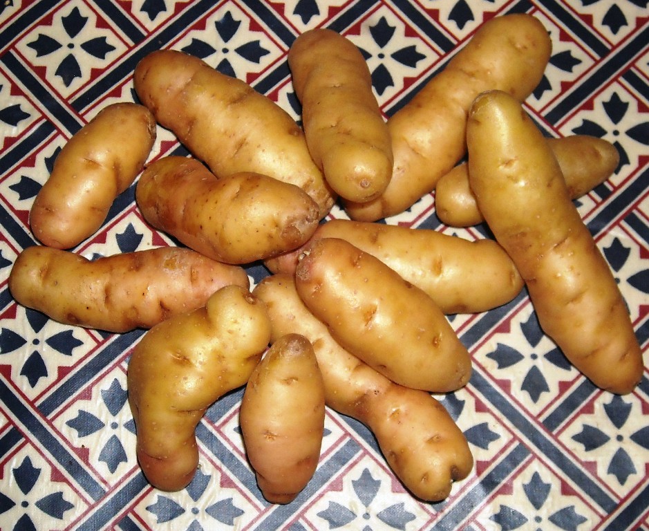 More information about Anya Potatoes here 
 #anyapotatoes
