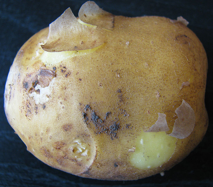 More information about Opperdoezer Ronde Potatoes.
 #opperdoezerrondepotatoes