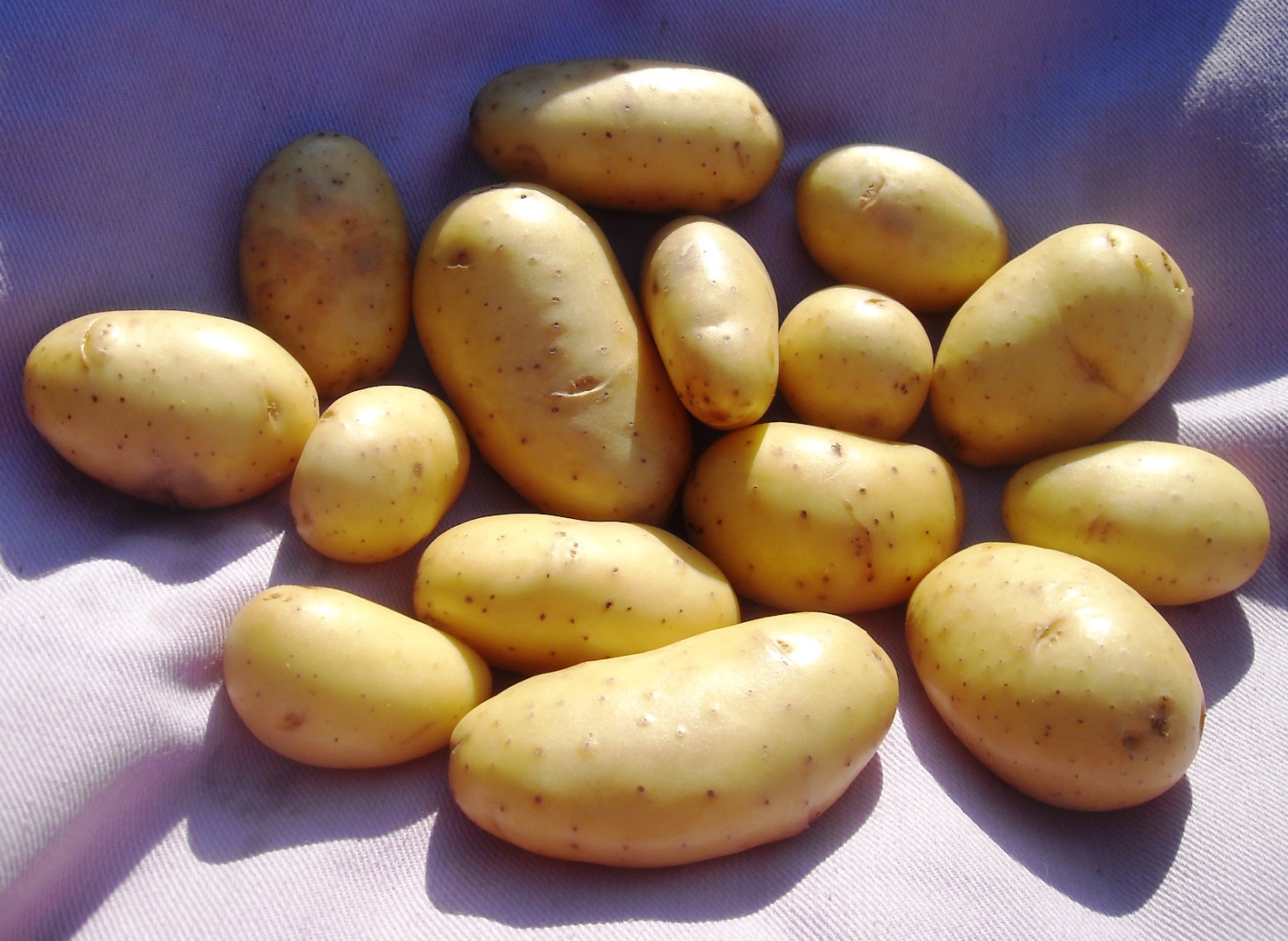 More information about Belle de Fontenay Potatoes.
 #belledefontenaypotatoes