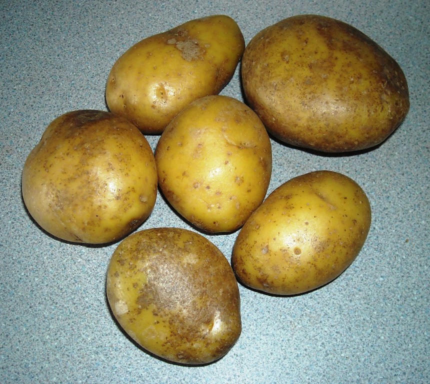 More information about Wilja Potatoes.
 #wiljapotatoes