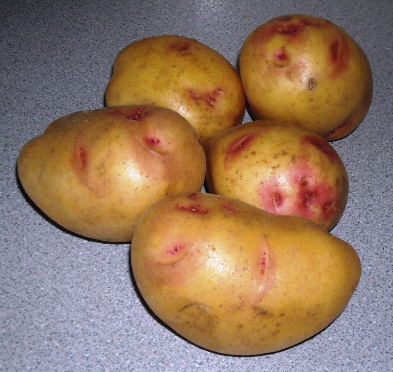 More information about Vales Sovereign Potatoes.
 #valessovereignpotatoes