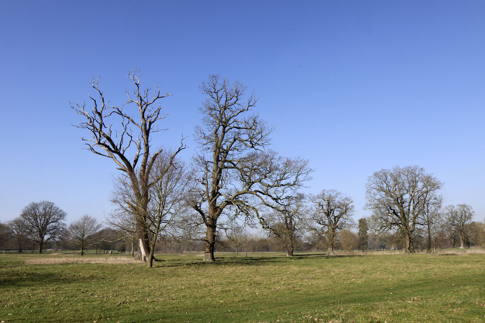 In the gardens of Ryston Hall, these magnificent trees, some lightning damaged, fill you with a timeless feeling.
 #lightingoaks #treescene #oldtrees