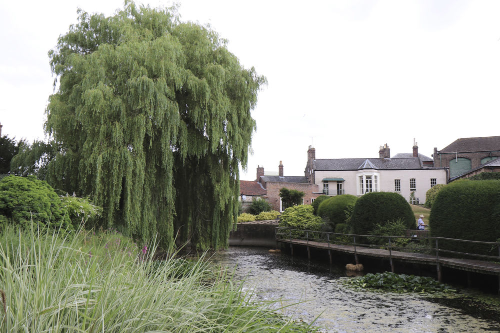 Huge willow in Elgoods Brewery Garden
 #willowtree #elgoodswillow #moundwillow