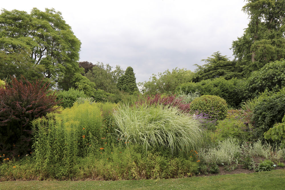 Carefully planned border with shrubs and trees in Elgoods Gardens
 #toweringflowering #borderbeauty