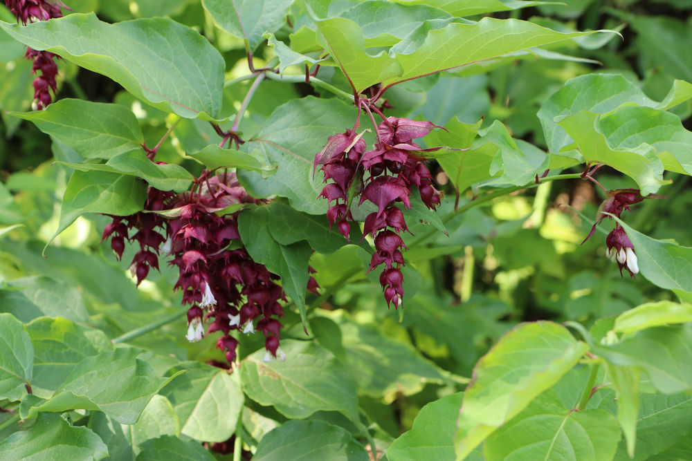 Leycesteria Formosa Purple Rain. Himalayan Honeysuckle in the Brewery Gardens
 #burgundyflowers