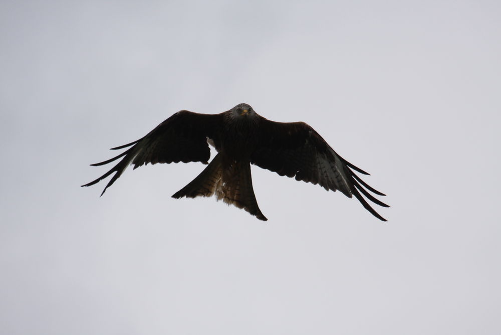Well if they had feet and shoulders, that would make sense!
 #redkitemadness #kitehover #crouchingkite