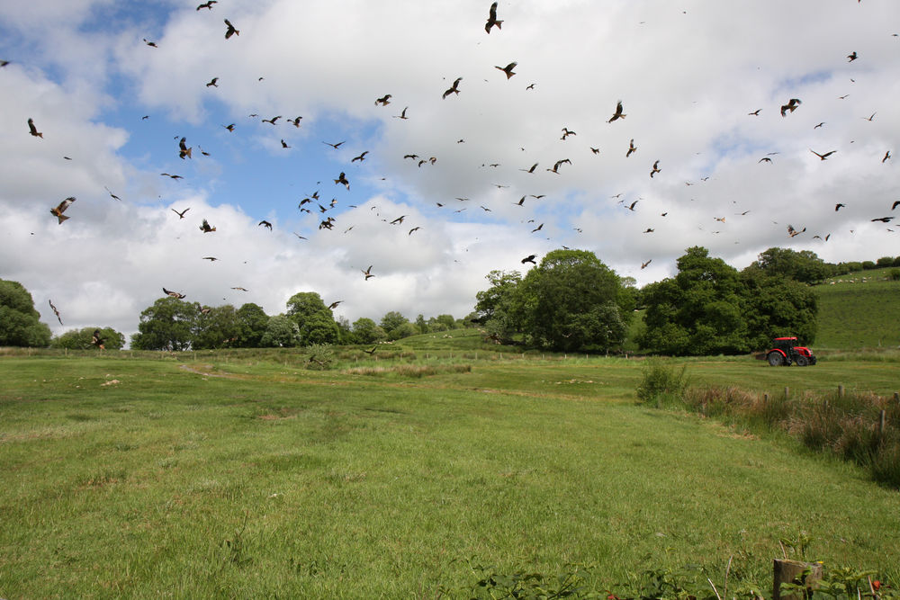 The tractor departs, leaving the kites to feed.  Gigrin Farm, Wales.
 #redkitefeed #kitetractor #gigrinfarm #redkites