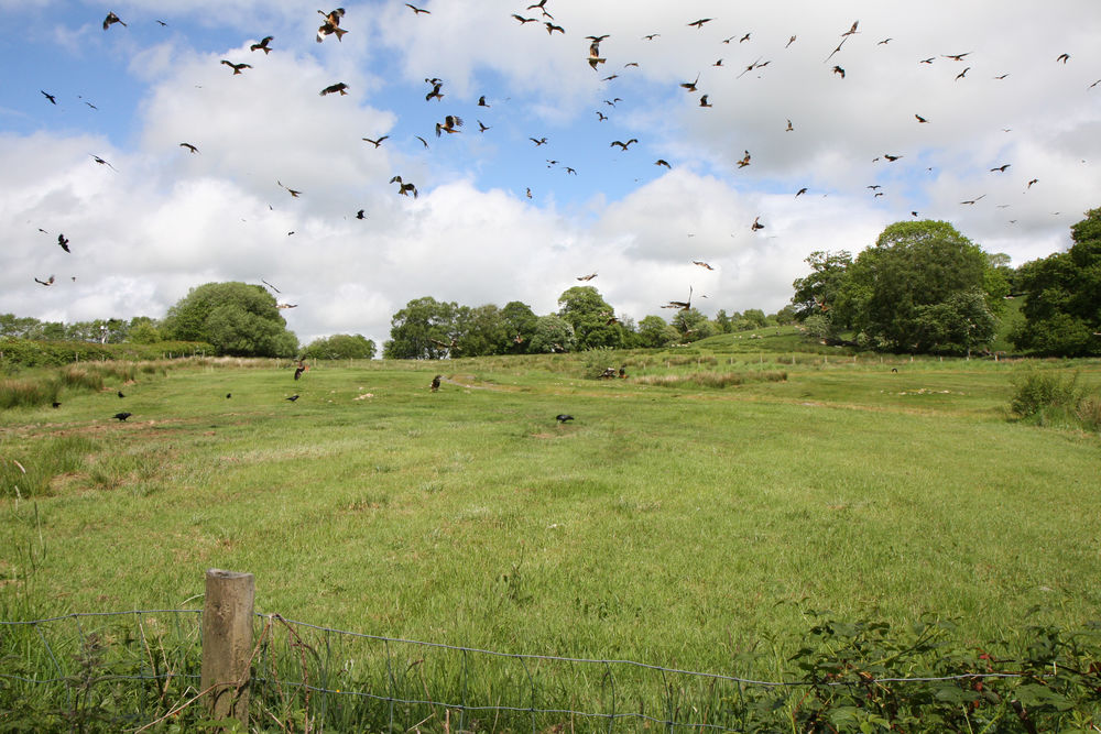 Red kites ready to feed at Gigrin Farm, Powys, Wales
 #kitefeed #gigrinkites #kitesofgigrin