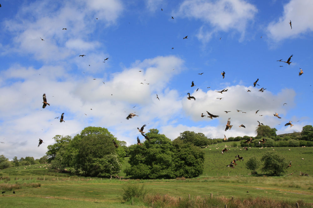 Masses of Red Kites
 #kitermass #redkites #50kites