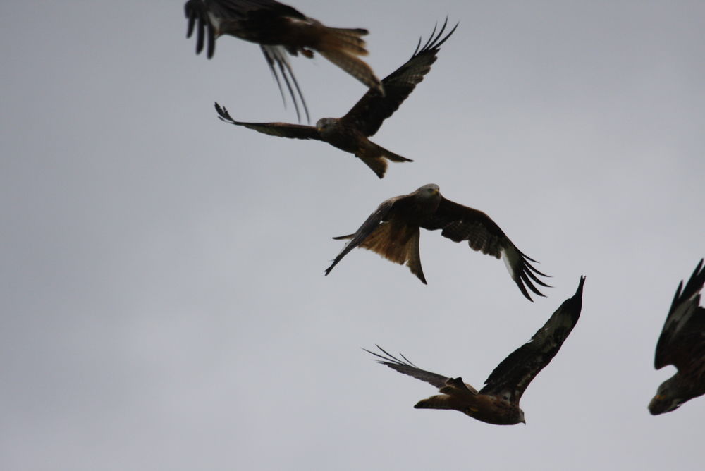A clutter of red kites at Gigrin Farm
 #kitestack #gigrinfarm #redkites