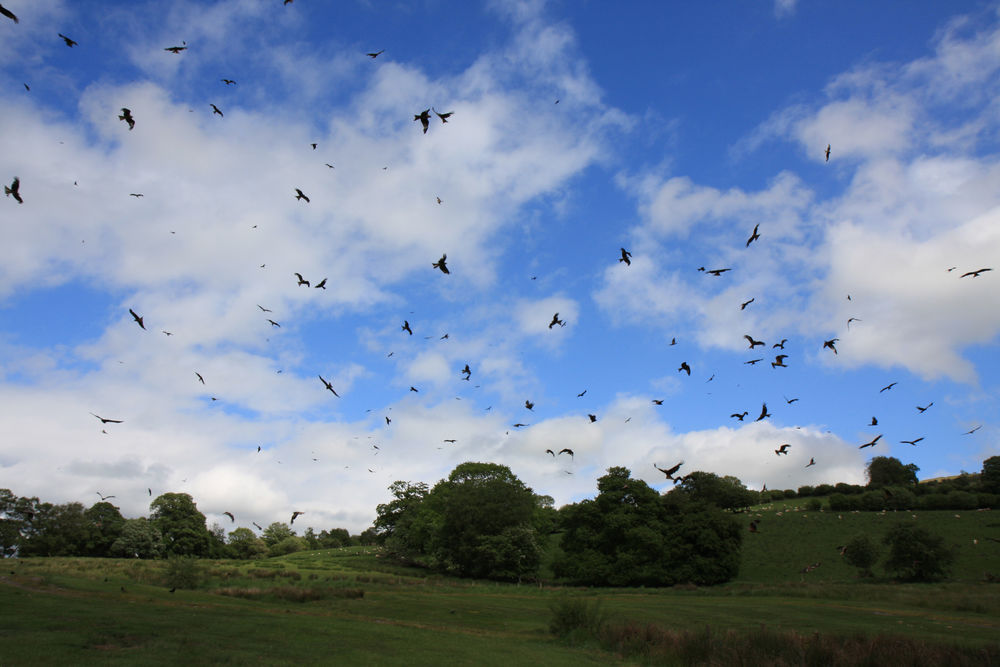 Kite feeding frenzy at Gigrin Red Kite Feeding Station, Wales
 #redkites #feedingstation #gigrinfarm #gigrinfarmfeed