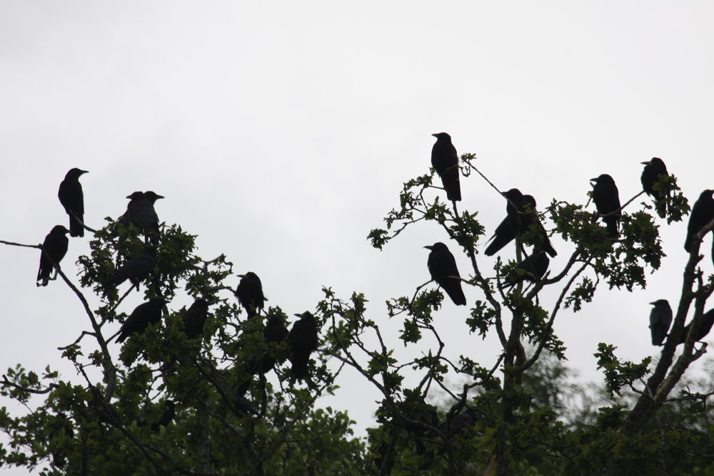 Crows and rooks take the meat first, only to be mugged by the Kites
 #corvids #corvidae #gigrinfarm