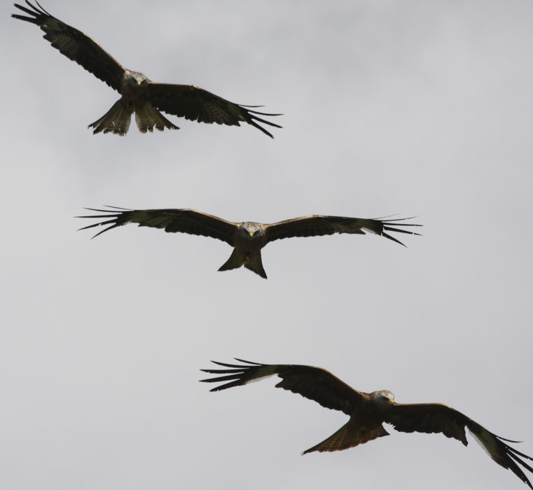 Three red kites in a stack
 #3kites #threekites #gigrinkites #3redkites #kitestack