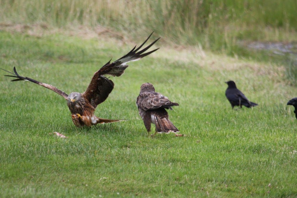 A red kite grabs raw meat in the daily feeding frenzy at gigrin Farm, Powys, Wales
 #kitesnatch #redmeatredkite #gigrinkite