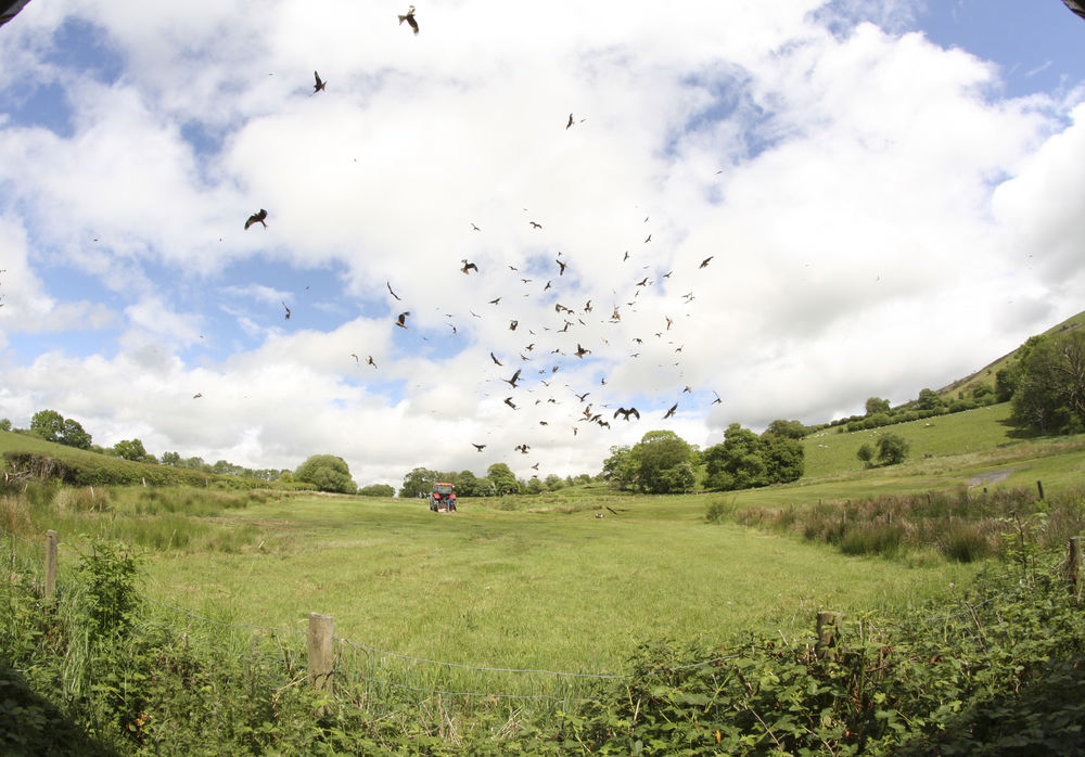 The feeding tractor brings the meat to the birds, in fisheye.
 #fisheyekites #redtractor #kitetractor