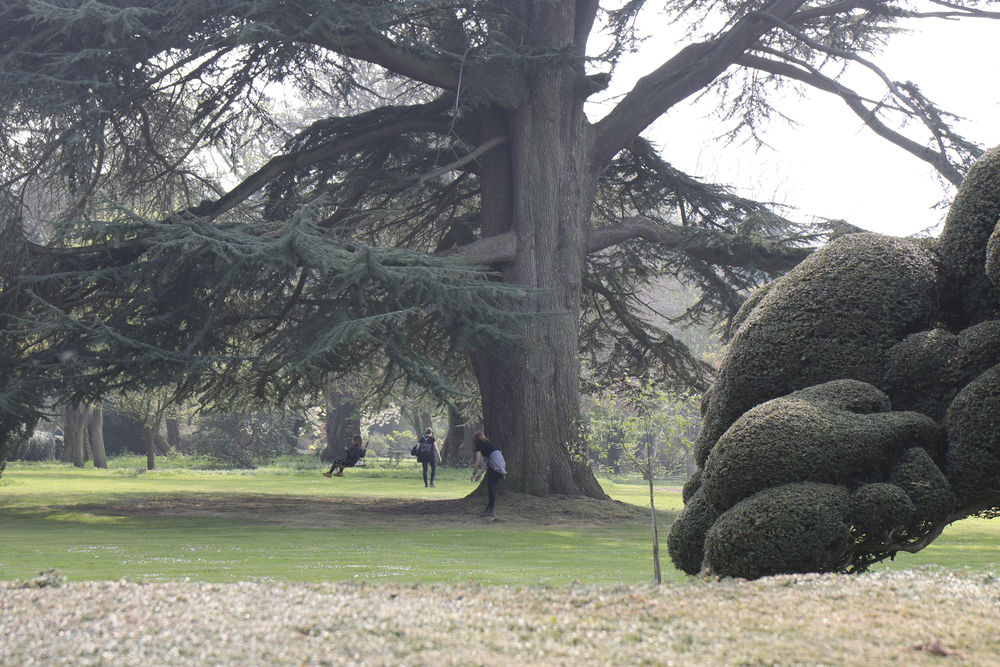 Come and swing by.  Kids swing in the massive trees at Stow Hall Gardens
 #treeswing #stowswingers #bigtyreeswing #stowhallgardens #swingby