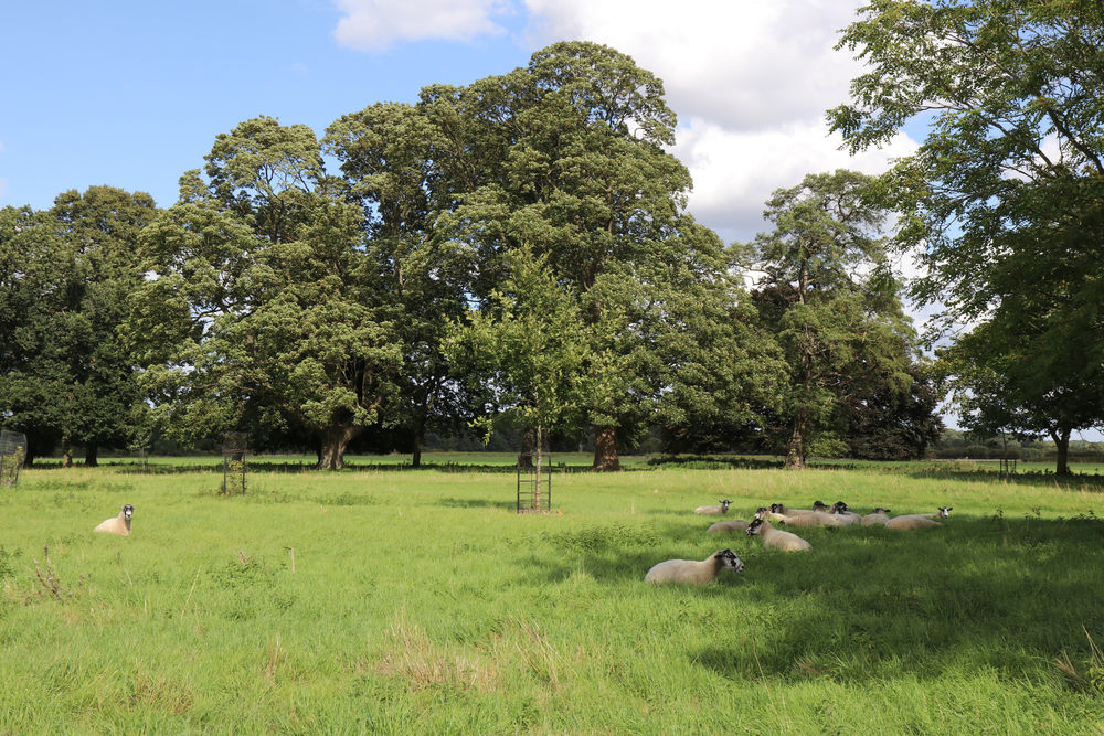The Chase at Stow Hall Gardens with sheep keeping an eye on us
 #sheepchase #sleepysheep #sheepy #sheeps #stowhallgardens #thechase