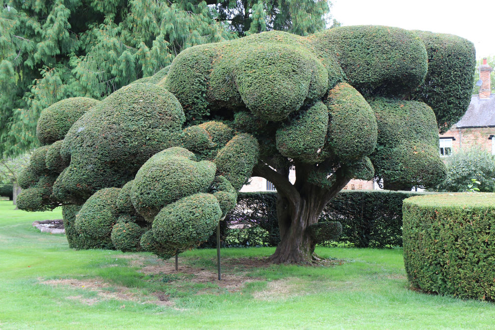 A tree topiarised into a tree. Yew Wot!
 #ywewot #yewtree #topiary #crazytree #treemadness #wow