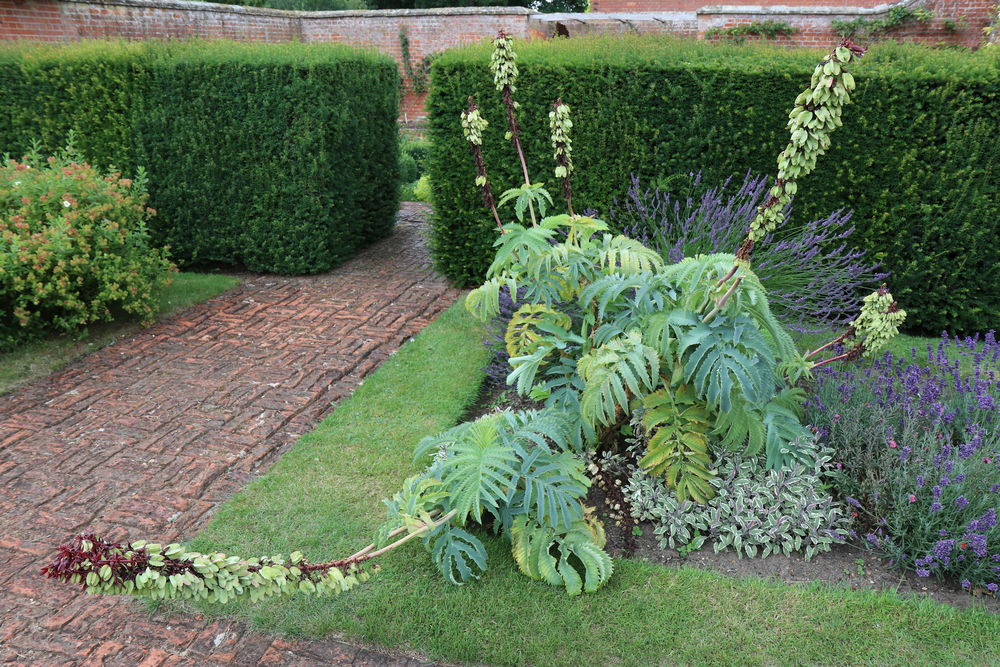 Stow Hall Gardens perfect example of 1 year old Melianthus major
 #melianthusmajor #gianthoneyflower #spikeyleave #pointyplant #stowhallgardens