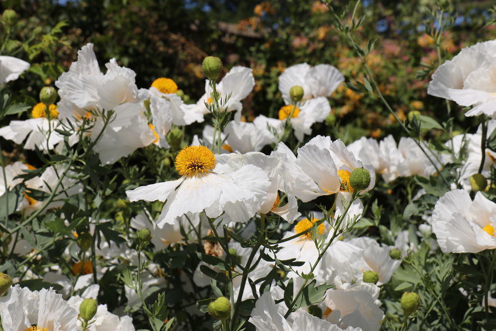 Massive flowers of the Poppy Tree at Stow
 #seveninchflower #californainpoppytree #giantpoppy #stowhallgardens #whitepetals #yellowmiddle