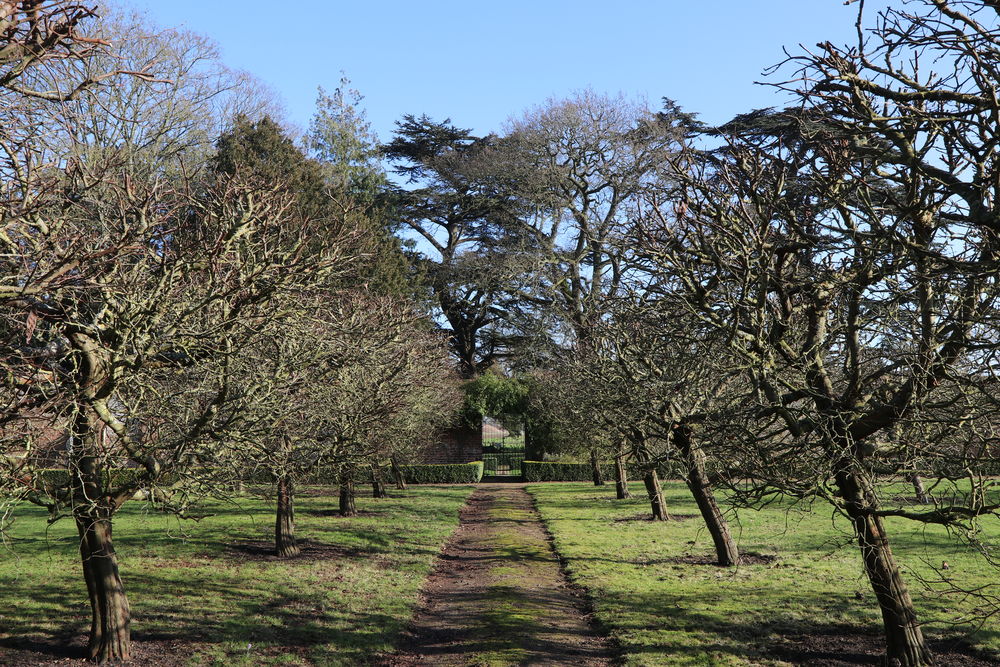 Fruit trees inside the walled kitchen garden at Stow Hall Gardens
 #appleorchard #stowhallgardens # #fruittrees #walledwalk