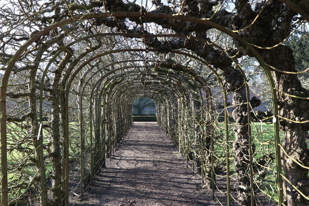 Fruit tree cage inside the walled kitchen gardens at Stow Hall
 #fruittreecage #irontree #fruitfence #appletunnel #stowhallgardens