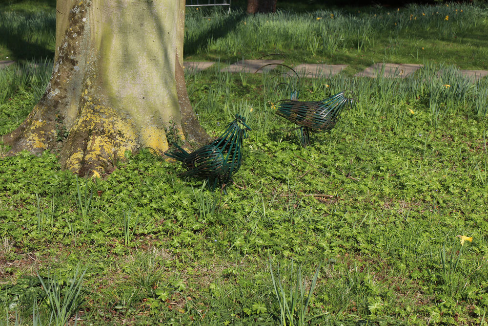 Green iron chickens pecking for works in Chippenham Park Gardens
 #ironchicken #notclangers #greenchicken #peckingsculpture