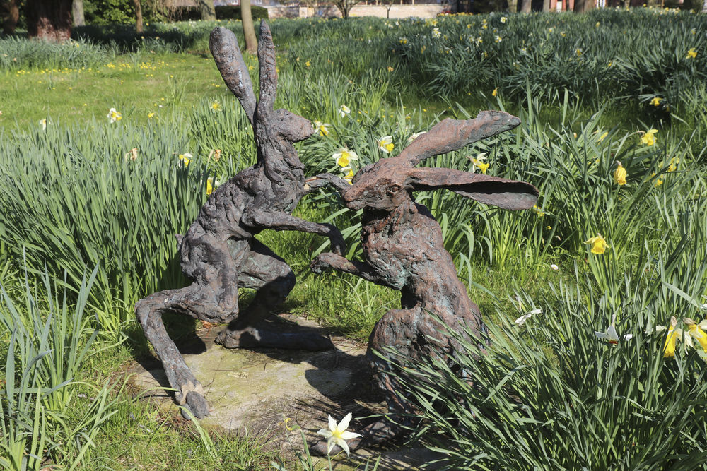 A pair of bronze hares, boxing at Chippenham Gardens
 #boxinghares #noloveherehare #harebronze #bronzeboxing