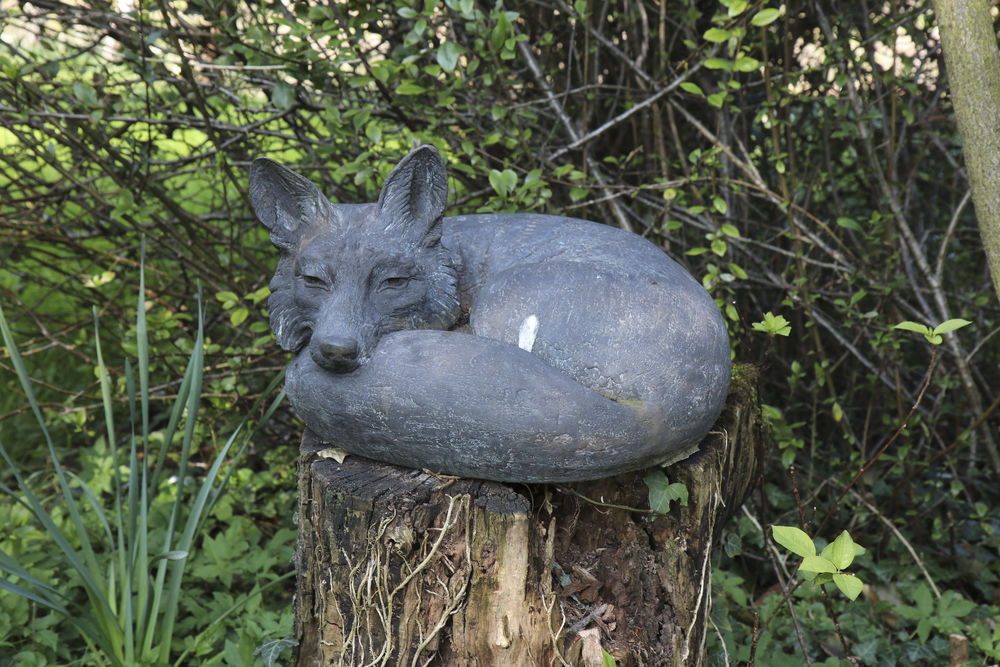 From a rare open day at Chippenham Park Gardens, 2019
 #foxcurled #sleepingfox #foxonstump