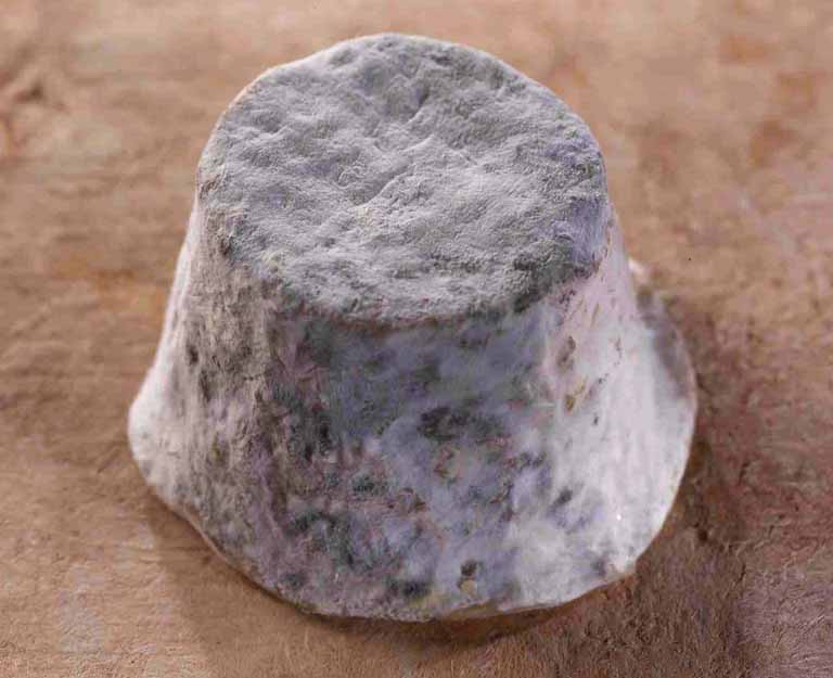 Maconnais cheese.jpg. Maconnais cheese.jpg.