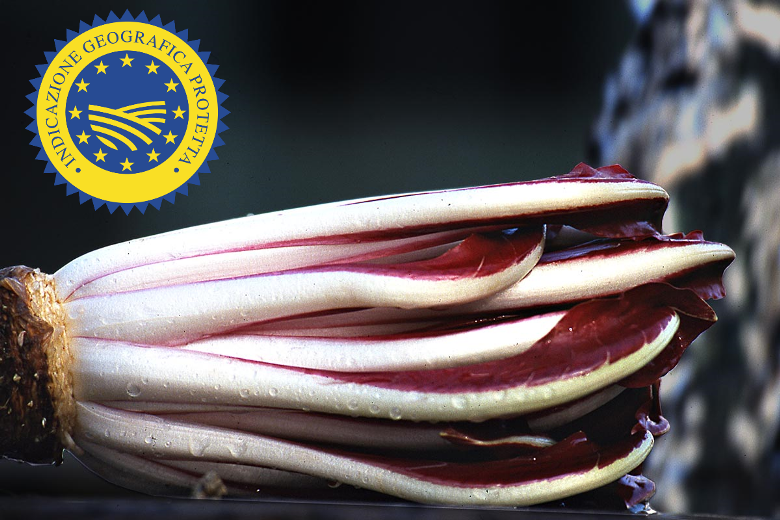 Radicchio Rosso di Treviso (Treviso radicchio).png.