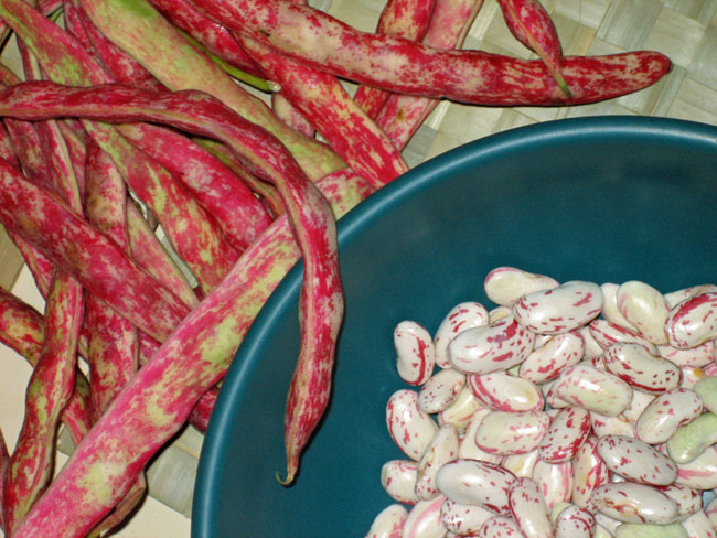Pinto beans: Wiki facts for this cookery ingredient