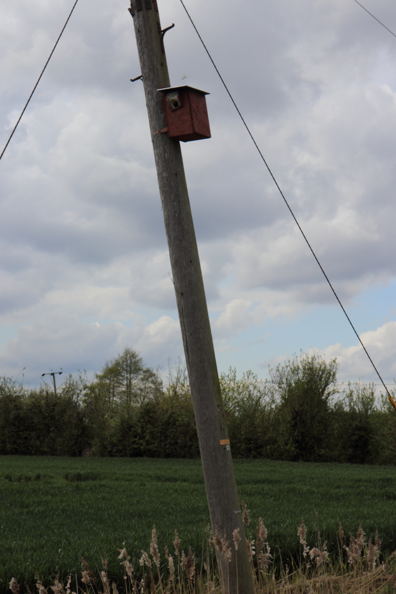Green Woodpecker nest site on telegraph pole.jpg.