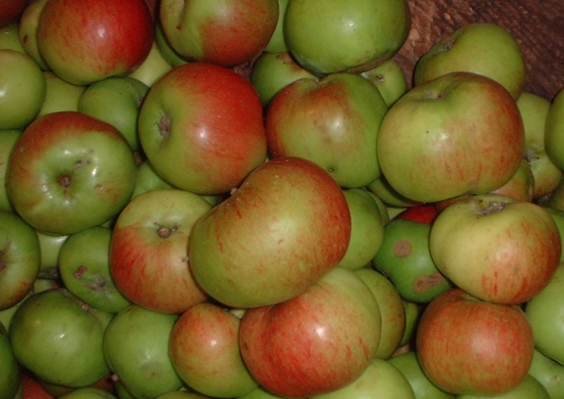 Bramley apples.jpg.