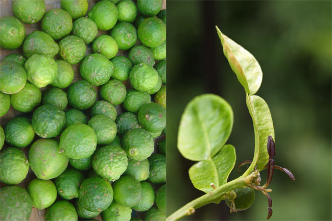Kaffir limes.jpg.