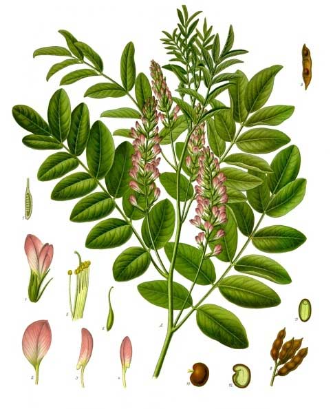 Glycyrrhiza glabra.jpg.