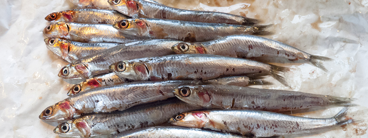 Anchois de Collioure (Collioure anchovy).jpg.