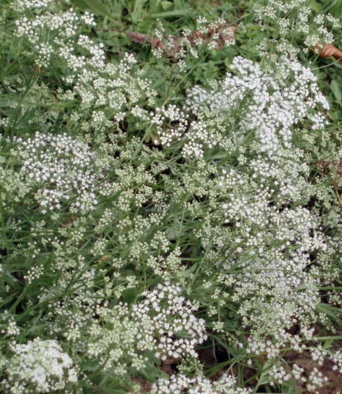 Anise: Wiki facts for this cookery ingredient