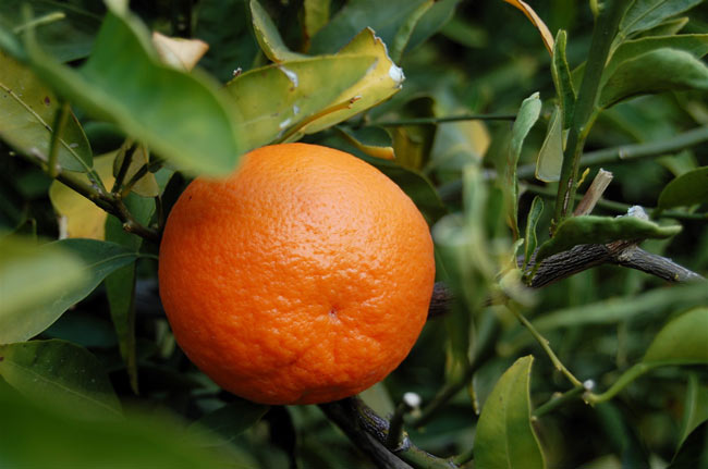 Tangerine.jpg. Tangerine.jpg.