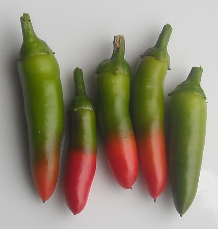 Chillies &#39;Superchilli&#39; from my garden.jpg.