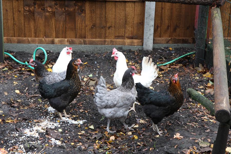 HenHousePoultry.co.uk-chicks at home.jpg.