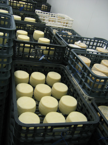 File:Monte Cabra cheese.jpg