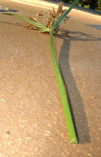 Purple nutsedge.jpg.