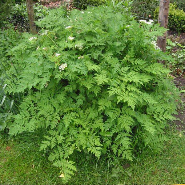 Chervil.jpg. Chervil.jpg.