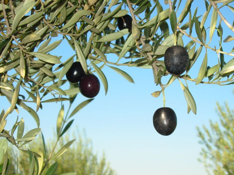 Olives growing.jpg.