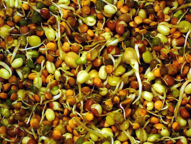 Beansprouts.jpg. Beansprouts.jpg.